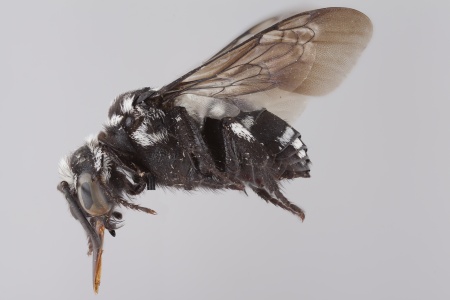 [Thyreomelecta siberica female (lateral/side view) thumbnail]